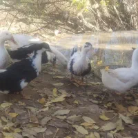 فروش ۶عدد مرغابی