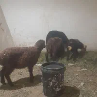 چهار عدد بره