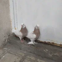 کفتر طوق فروش یا معاوضه