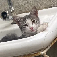 بچه گربه ۳ماهه