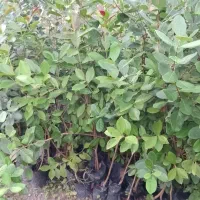 نهال فوجیوا و گواوایی موجود است|حراج|تالش, هشتپر|دیوار