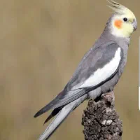 فروش عروس هلندی سالم وجوان