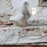 کبوتر طوقی