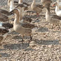 غوغاز و غاز|حیوانات مزرعه|سنگر, |دیوار