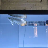 اروانا گلدن۲۴k فول هلمت