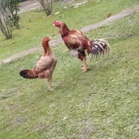 خروس لاری و مرغ لاری