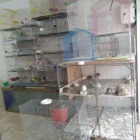 خرید وفروش پرنده ودانه پرنده