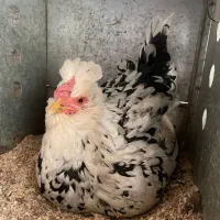 تخم مرغ نطفه دار گلین اصیل