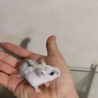 همستر کوتوله بامزه
