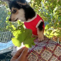 توله شیتزو اشپیتز 80 روزه|سگ|مشهد, امین آباد|دیوار