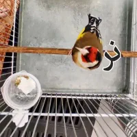 سهره نر ماده