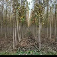 سنوبر نیگرا