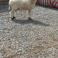 قوچ دو ساله