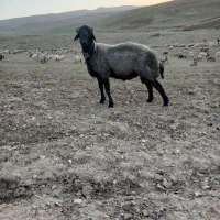 دیوار