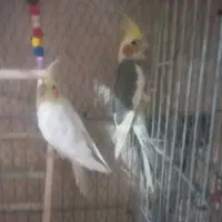عروس هلندی بالغ