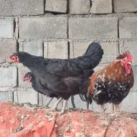 مرغ و خروس محلی تخم گذار