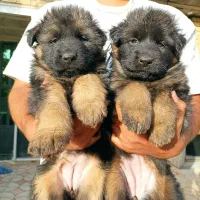 واگذاری سگ ژرمن شولاین