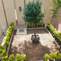 باغبانی و هرس کاری وکاشت ، سمپاشی در سراسر تهران|خدمات باغبانی و درختکاری|تهران, سید خندان (جلفا)|دیوار