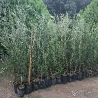 نهال با کیفیت و اصلاح شده|خدمات باغبانی و درختکاری|دهگلان, |دیوار