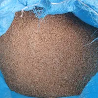 گندم بوجاری شده رقم هشترود