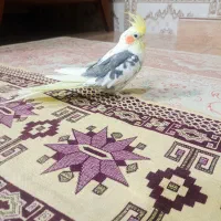 عروس هلندی لوتینو دوکت نر سخنگو و رام