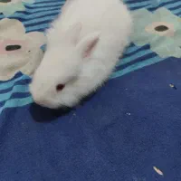 بچه خرگوش|موش و خرگوش|زابل, |دیوار