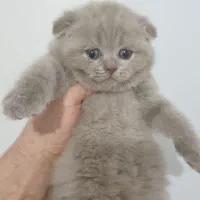 اسکاتیش بلو با کیفیت