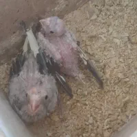 جوجه عروس هلندی
