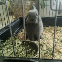 خرگوش لوپ عروسکی