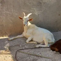 بزغاله نر سانن