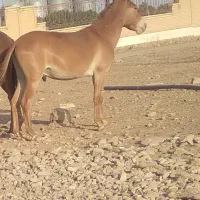 ۲ راس قاطر نر۴ سال سواری باری