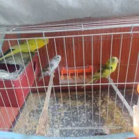 ۵ عدد مرغ عشق با یک قفس سالم و خوشرنگ