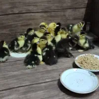 جوجه اردک اسرائیلی