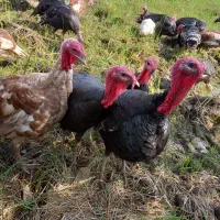 بوقلمون‌‌‌محلی‌|حیوانات مزرعه|لنگرود, |دیوار