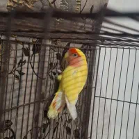طوطی برزیلی نر|پرنده|اهواز, کوی شایسته|دیوار