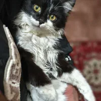 گربه|گربه|تبریز, |دیوار