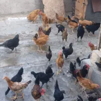 جوجه گلین