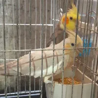 عروس هلندی