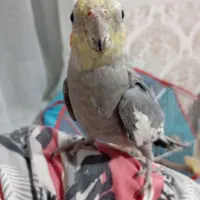 عروس مرغ عشق فنچ