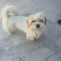 سگ باهوش و با تربیت