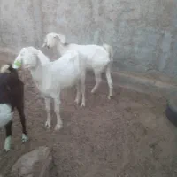 بز از نژاد چهارقلو|حیوانات مزرعه|اردکان, |دیوار