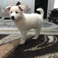 سگ گلدن سامویید