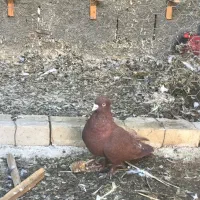 کفتر سرخ،سار،کرواتی|پرنده|شیروان (خراسان), |دیوار