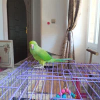طوطی ملنگو