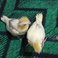 فروش یه جفت عروس هلندی|پرنده|شاهین دژ, |دیوار