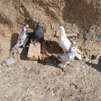 5عدد کبوتر
