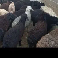 50گوسفنده /50گوشتی زنده|حیوانات مزرعه|تهران, جهاد|دیوار