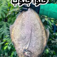 فروشنده قطعه بندی مرغ ،نظافت چی و قصاب مرغ وماهی|استخدام خدمات فروشگاه و رستوران|تهران, نازی‌آباد|دیوار