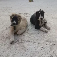 دو قلاده توله سگ خراسانی اصیل۲ماهه|سگ|مشهد, انقلاب|دیوار