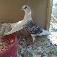 جفت پشتی پلاکی|پرنده|شیراز, پودنک|دیوار